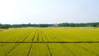 某县乡（镇）土地（高标准基本农田）整治项目