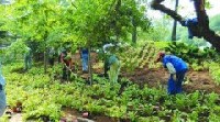 某消防支队机关补栽树木、花草项目